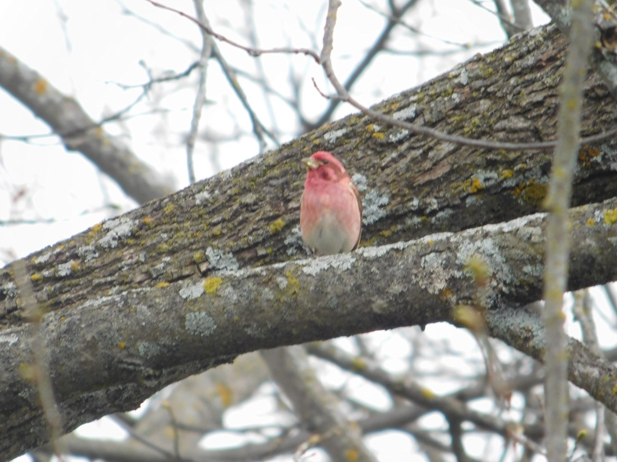 Purple Finch - Arrow Z L