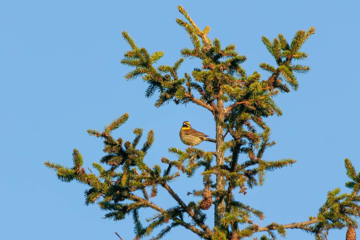 Cirl Bunting - ML618669726