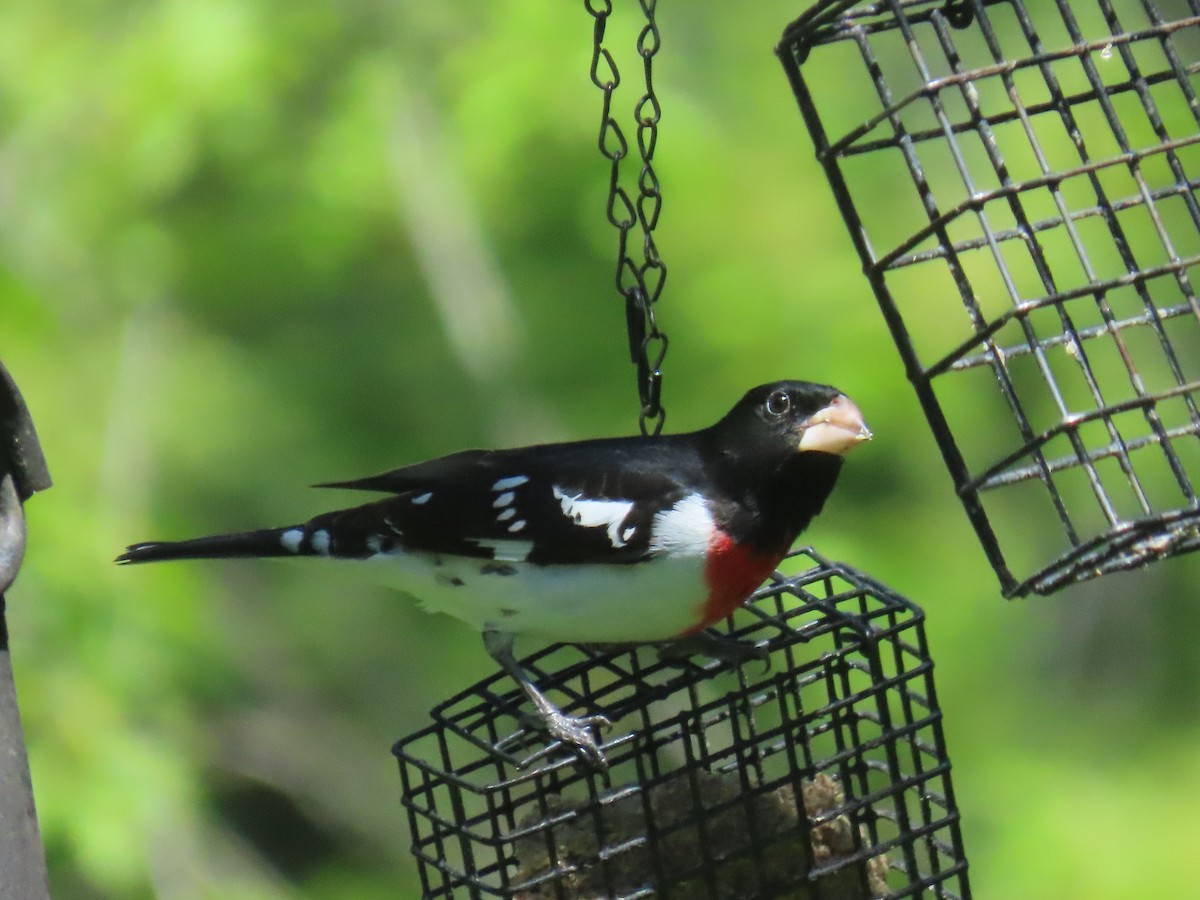 Rose-breasted Grosbeak - Jim Frank