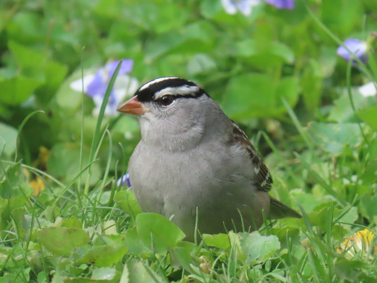 White-crowned Sparrow - Jim Frank