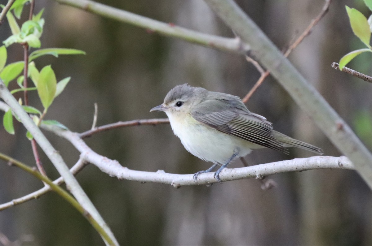 Warbling Vireo - ML618669799