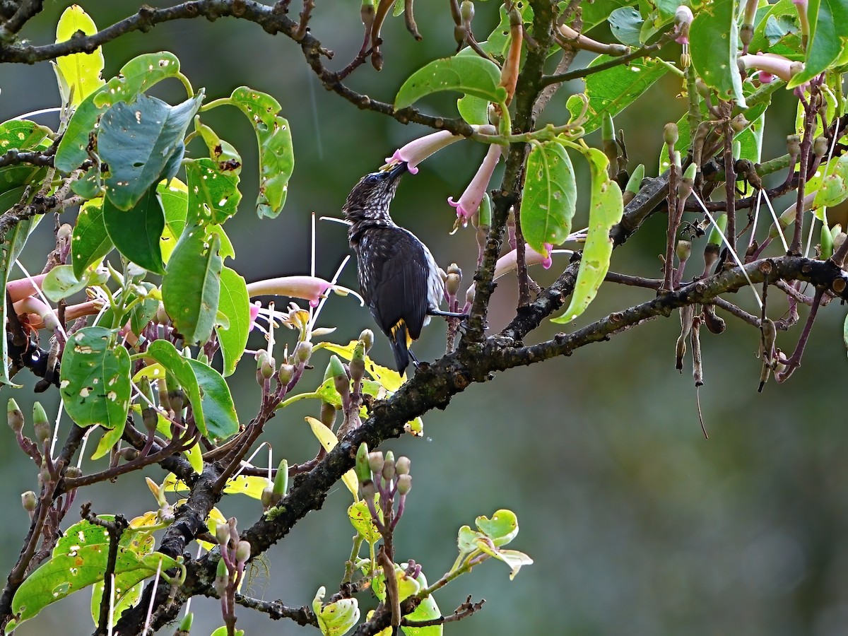 Whitehead's Spiderhunter - Mei Hsiao