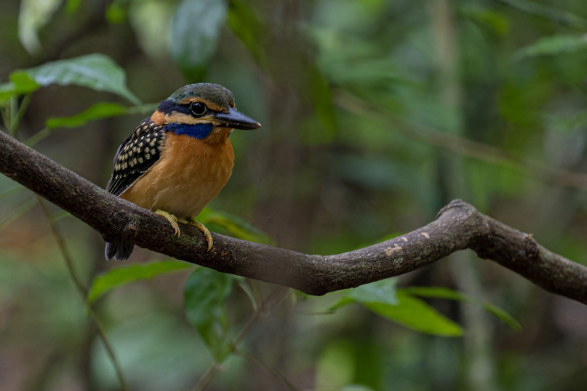 Rufous-collared Kingfisher - Muangpai Suetrong