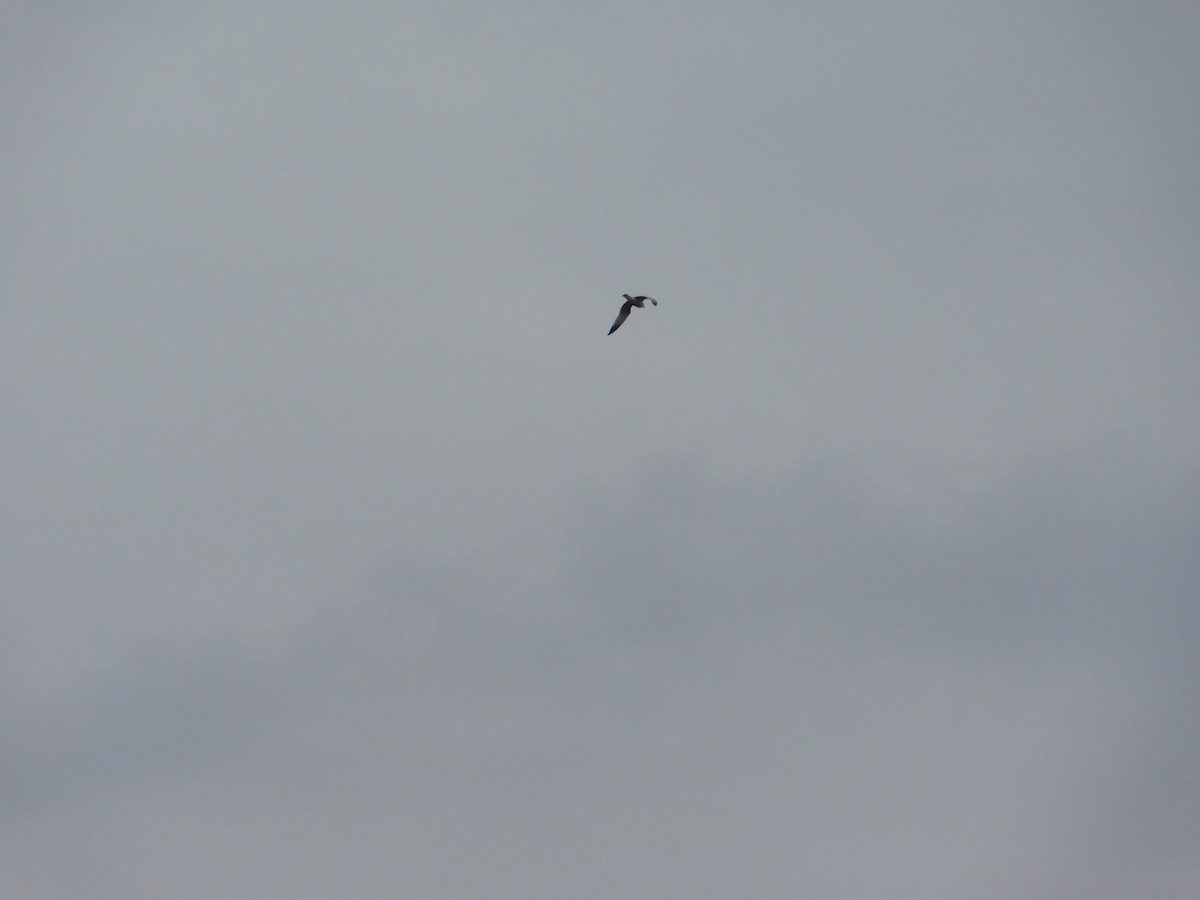 Ring-billed Gull - Arrow Z L