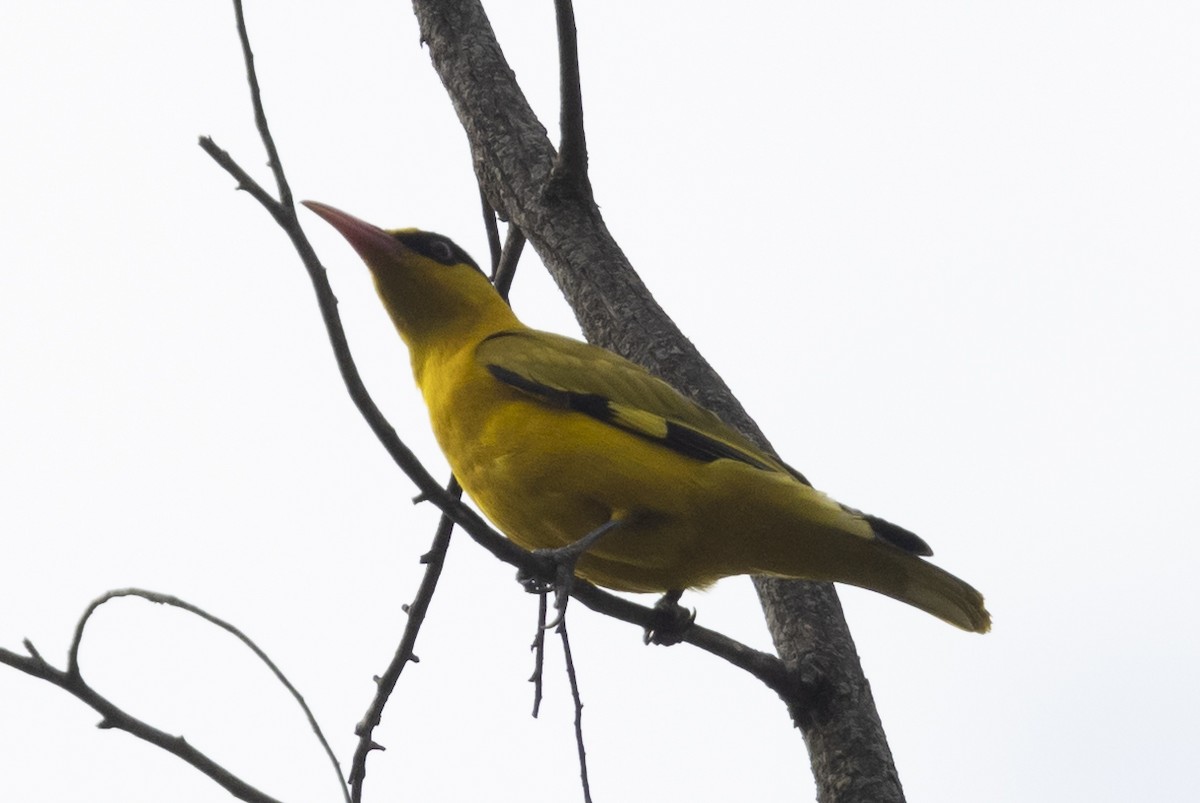 Slender-billed Oriole - ML618669861