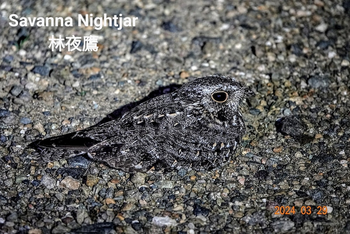 Savanna Nightjar (Sunda) - ML618669865