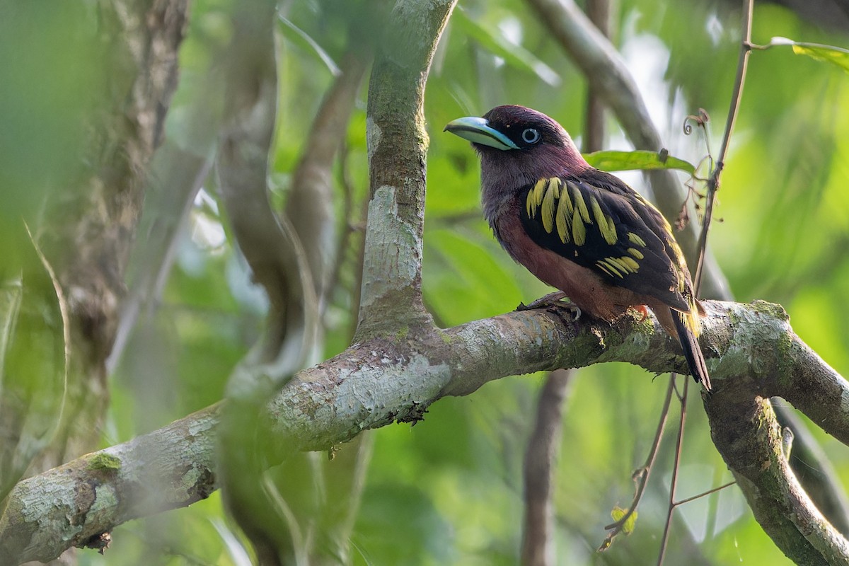 Banded Broadbill (Banded) - ML618669874