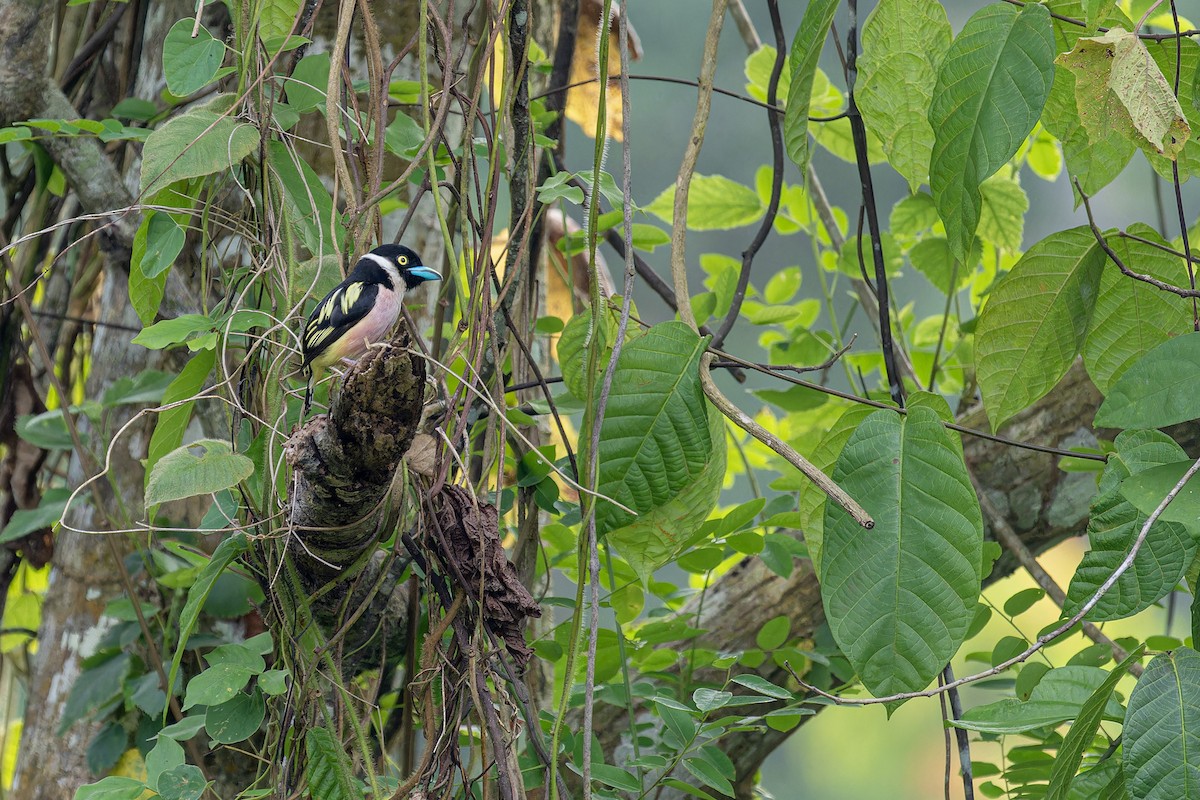 Black-and-yellow Broadbill - Muangpai Suetrong