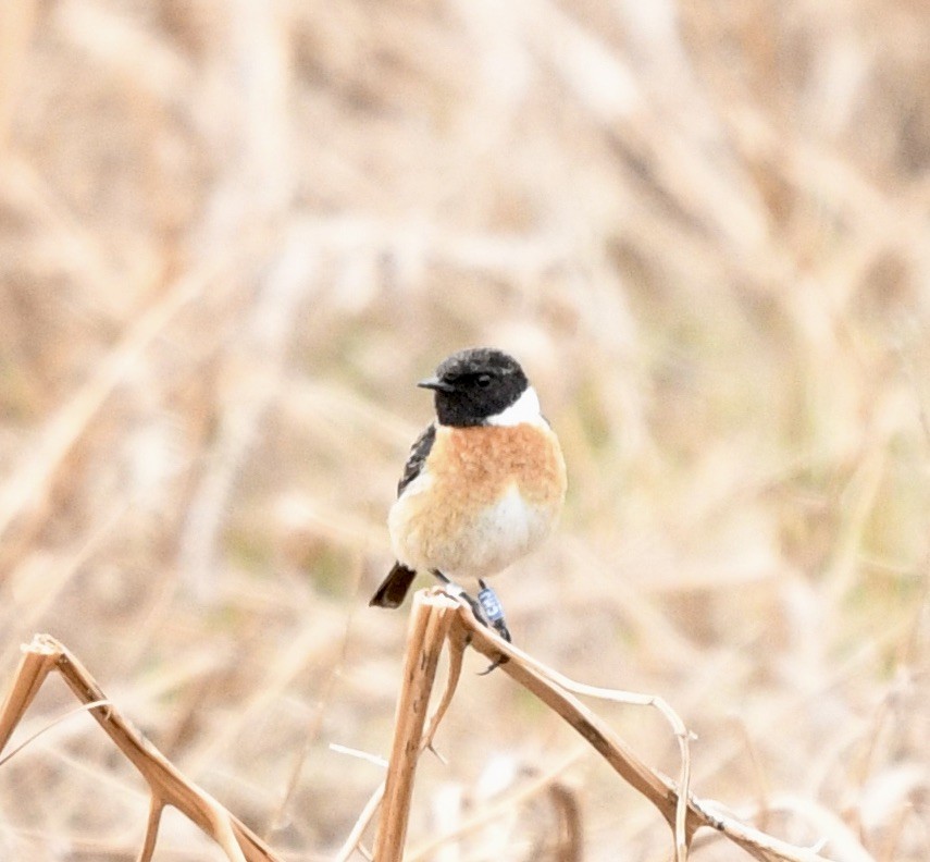 European Stonechat - ML618669890