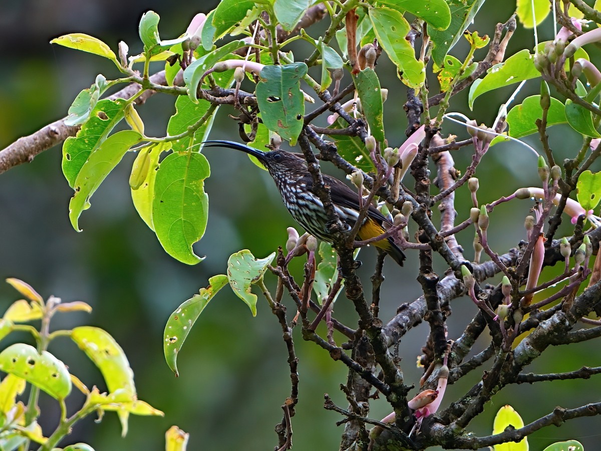 Whitehead's Spiderhunter - Mei Hsiao