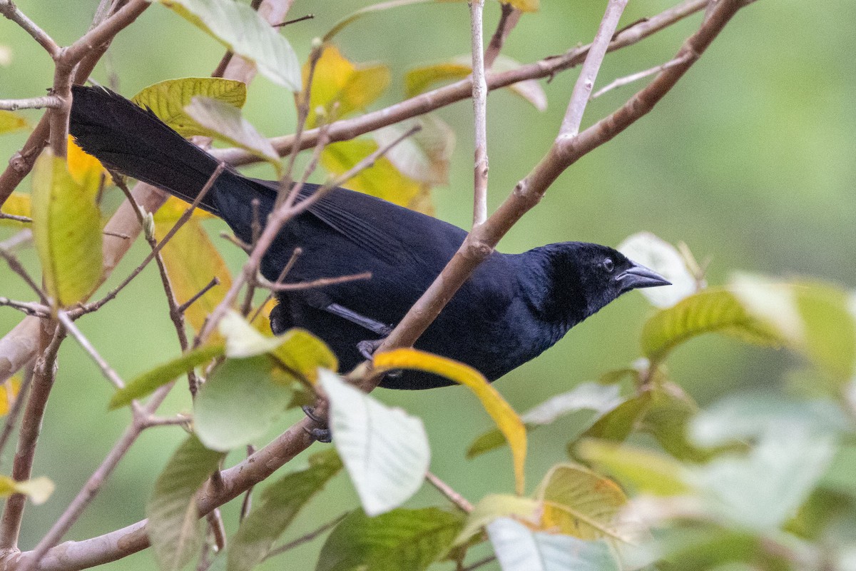 Melodious Blackbird - Ken Chamberlain