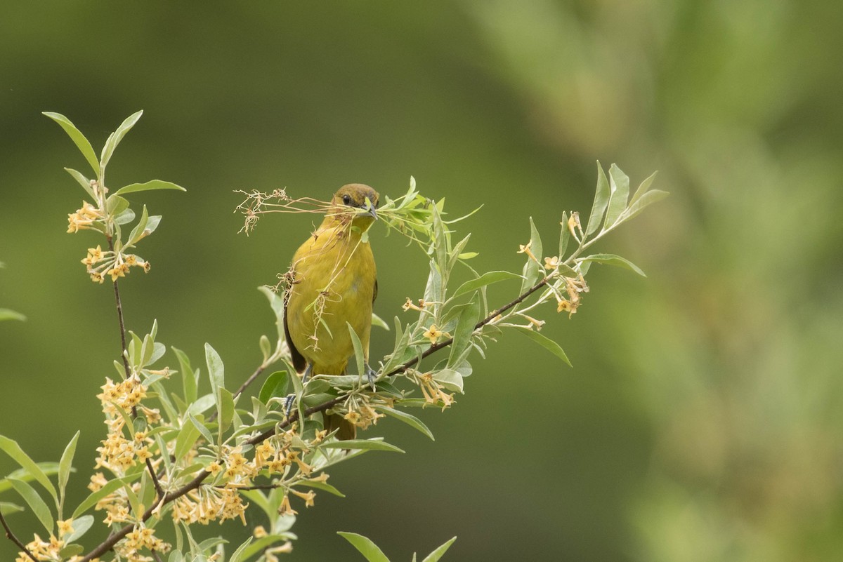 Orchard Oriole - Megan Kasprzak