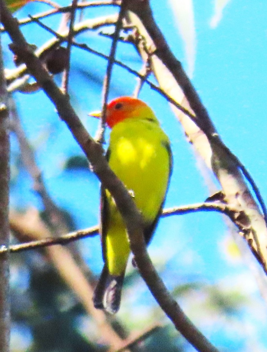 Western Tanager - ML618669953
