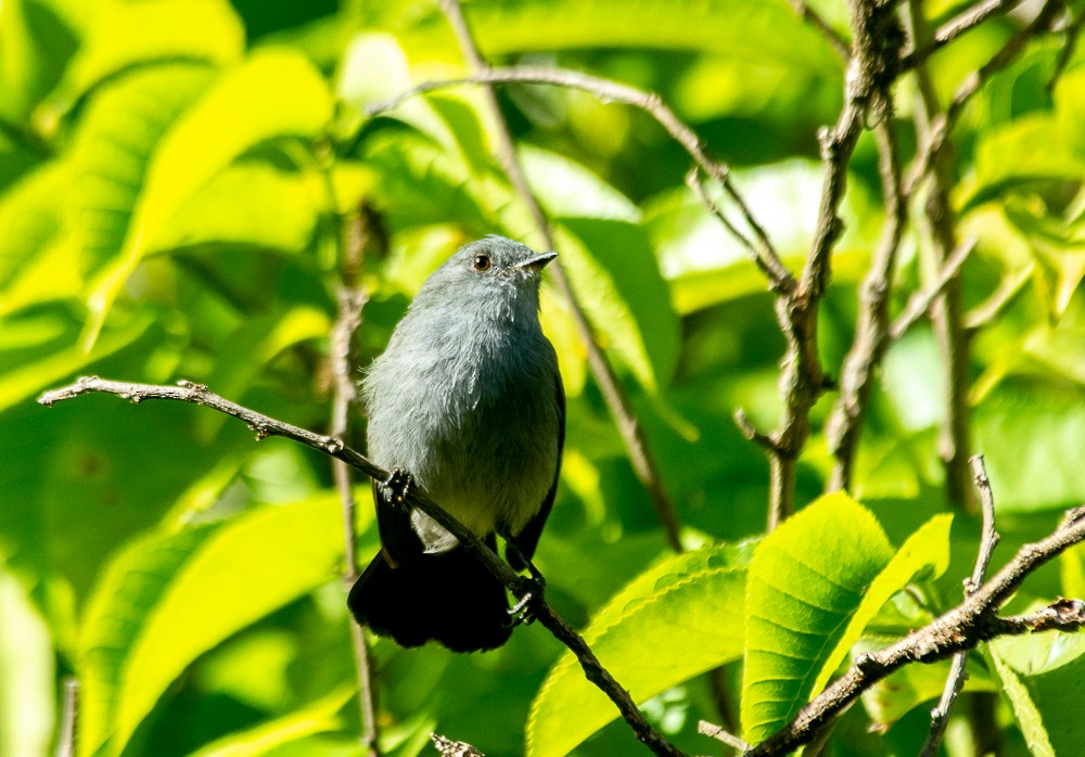 Sooty Tyrannulet - Anderson  Sandro