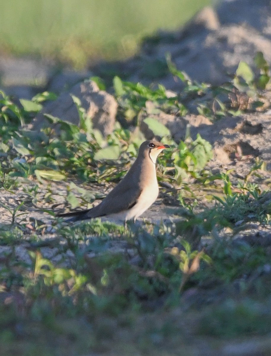 Collared Pratincole - Reyan sofi