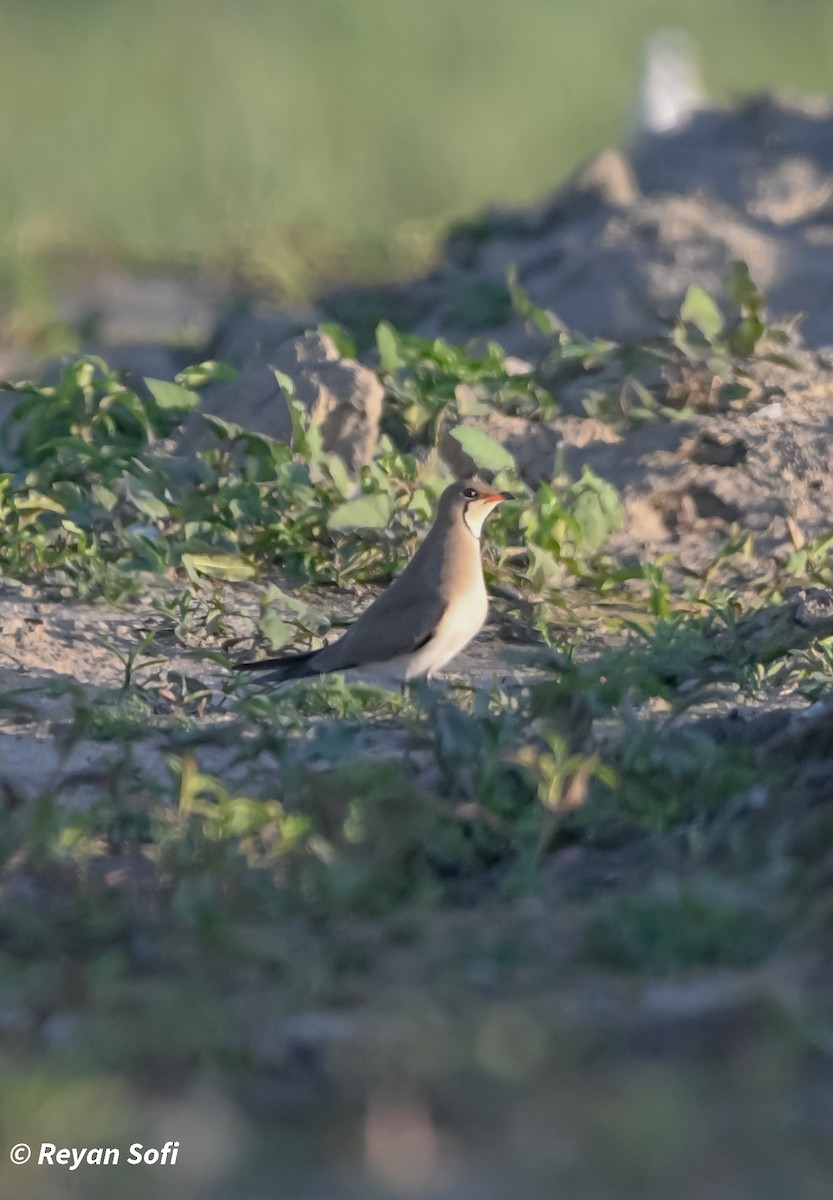 Collared Pratincole - Reyan sofi