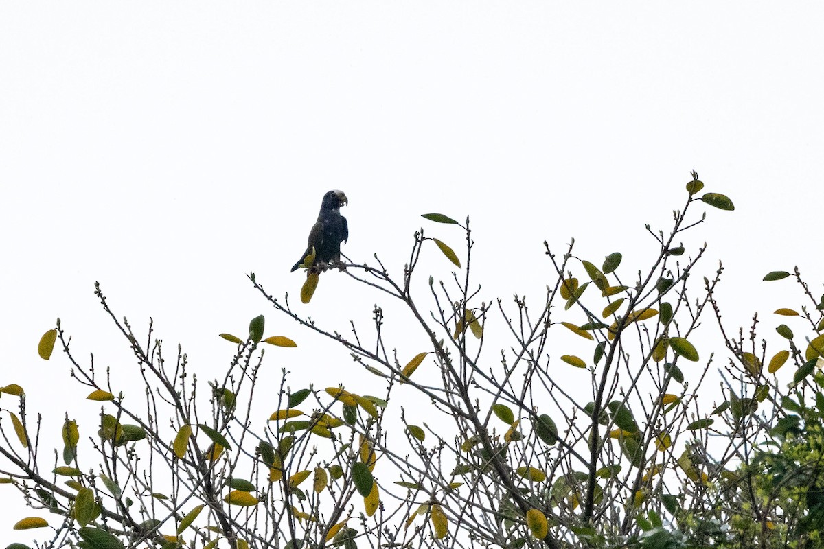 White-crowned Parrot - Ken Chamberlain