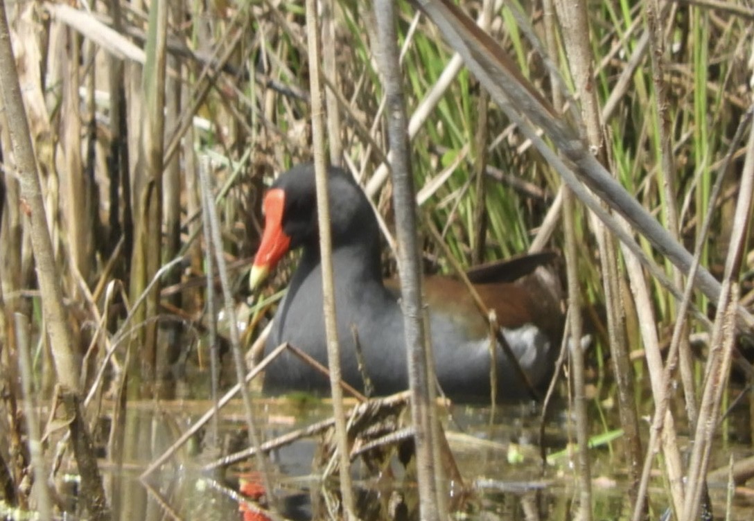 Common Gallinule - ML618670054