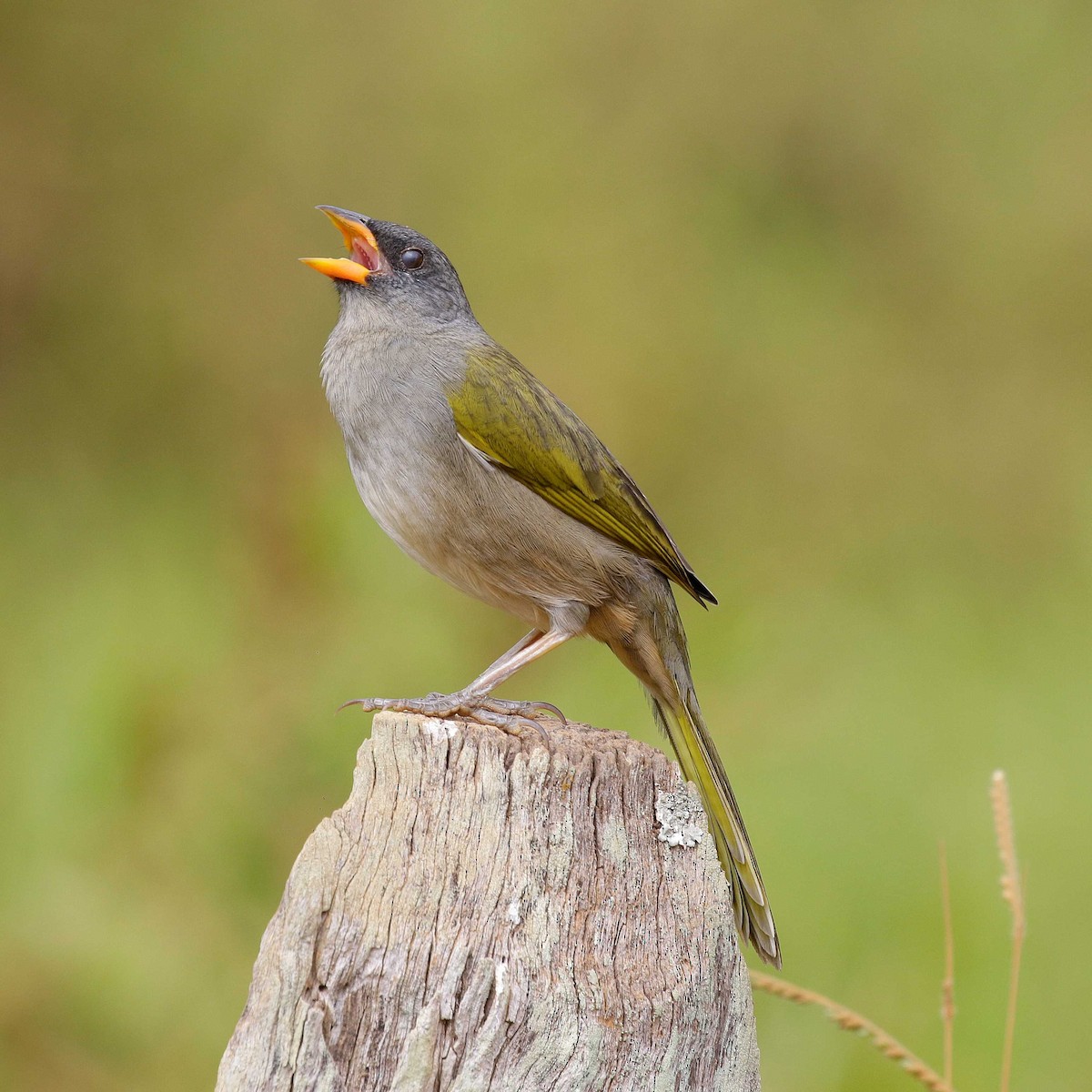 Great Pampa-Finch - ML618670087