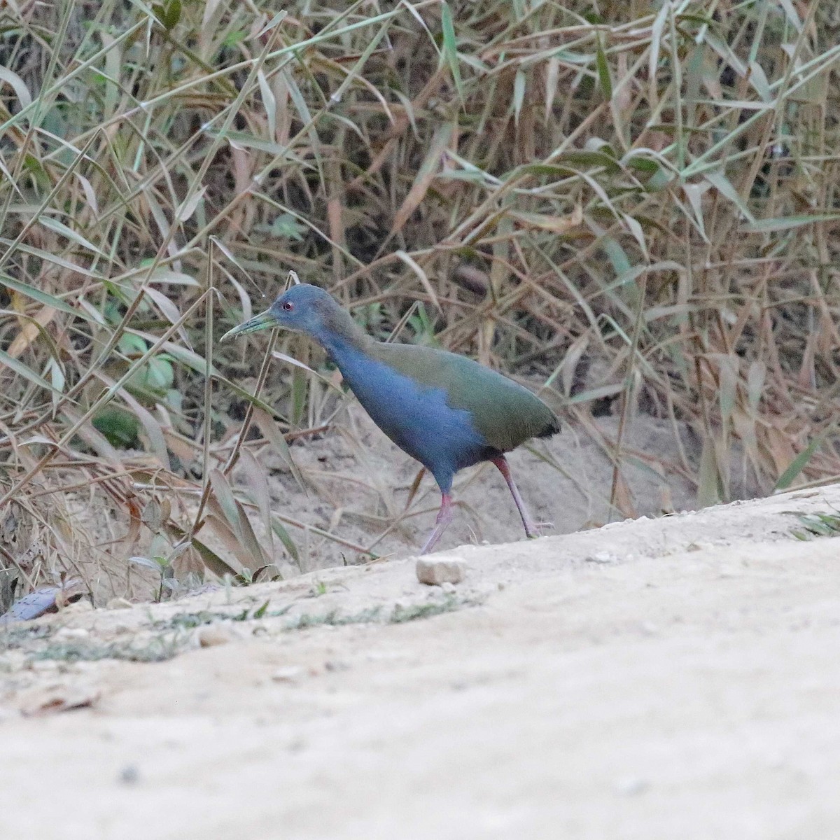 Slaty-breasted Wood-Rail - ML618670090