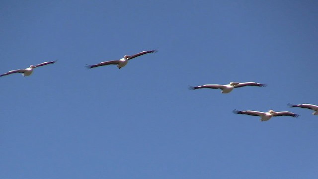 Great White Pelican - ML618670092