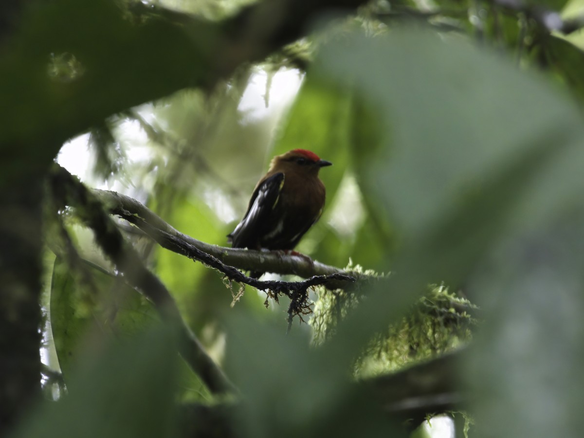 Manakin à ailes blanches - ML618670122