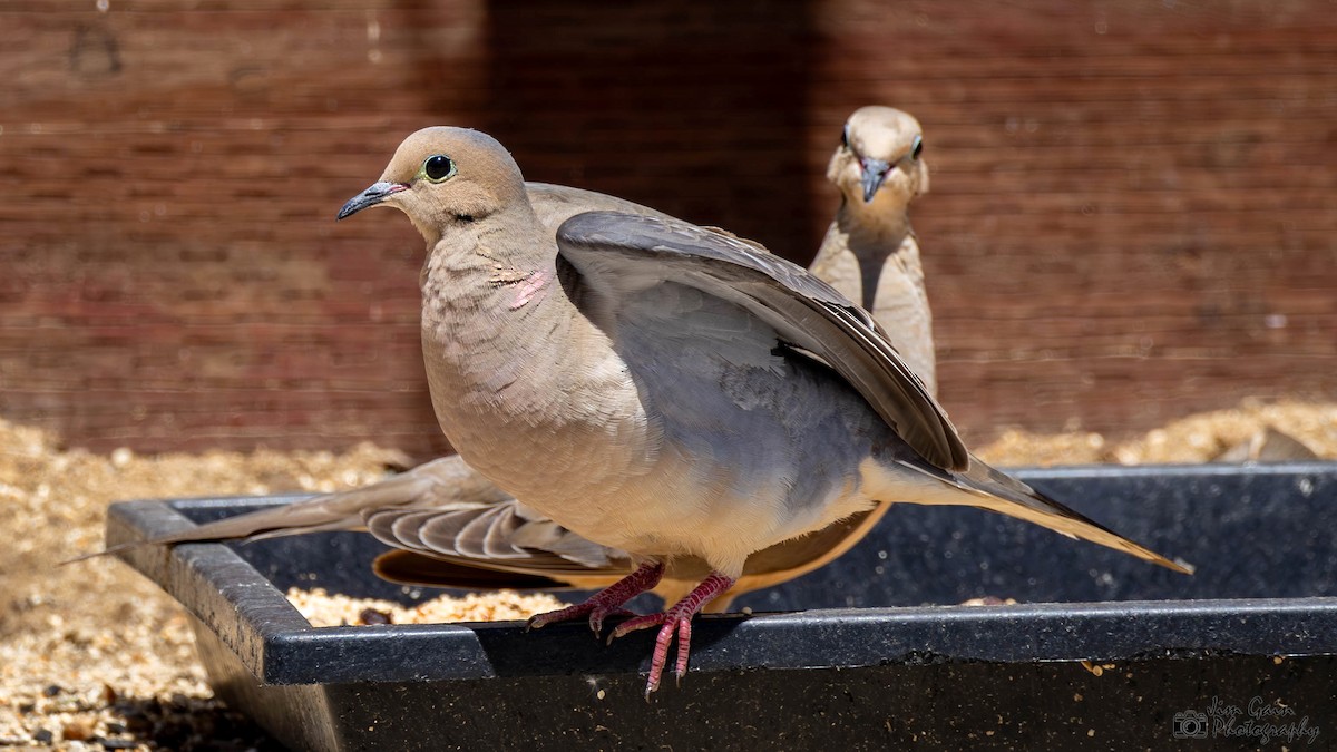 Mourning Dove - Jim Gain