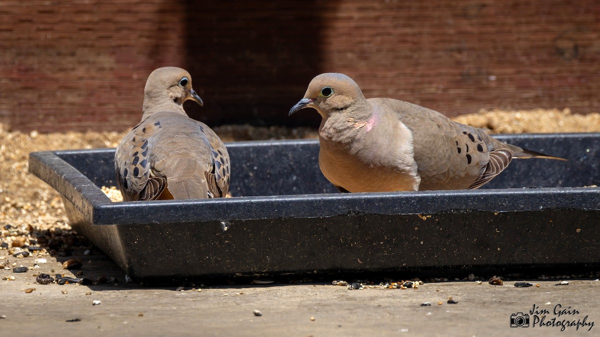 Mourning Dove - ML618670134