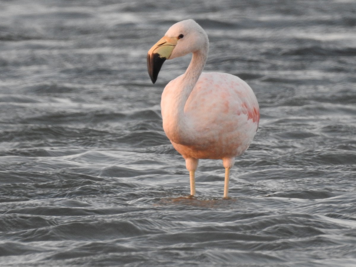 Andean Flamingo - Enver Ortiz