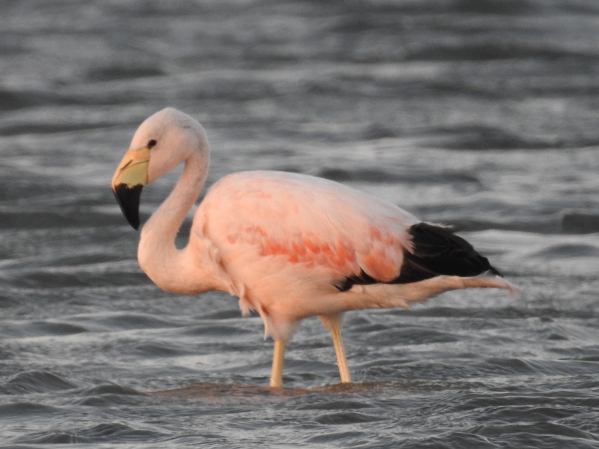 Andean Flamingo - Enver Ortiz
