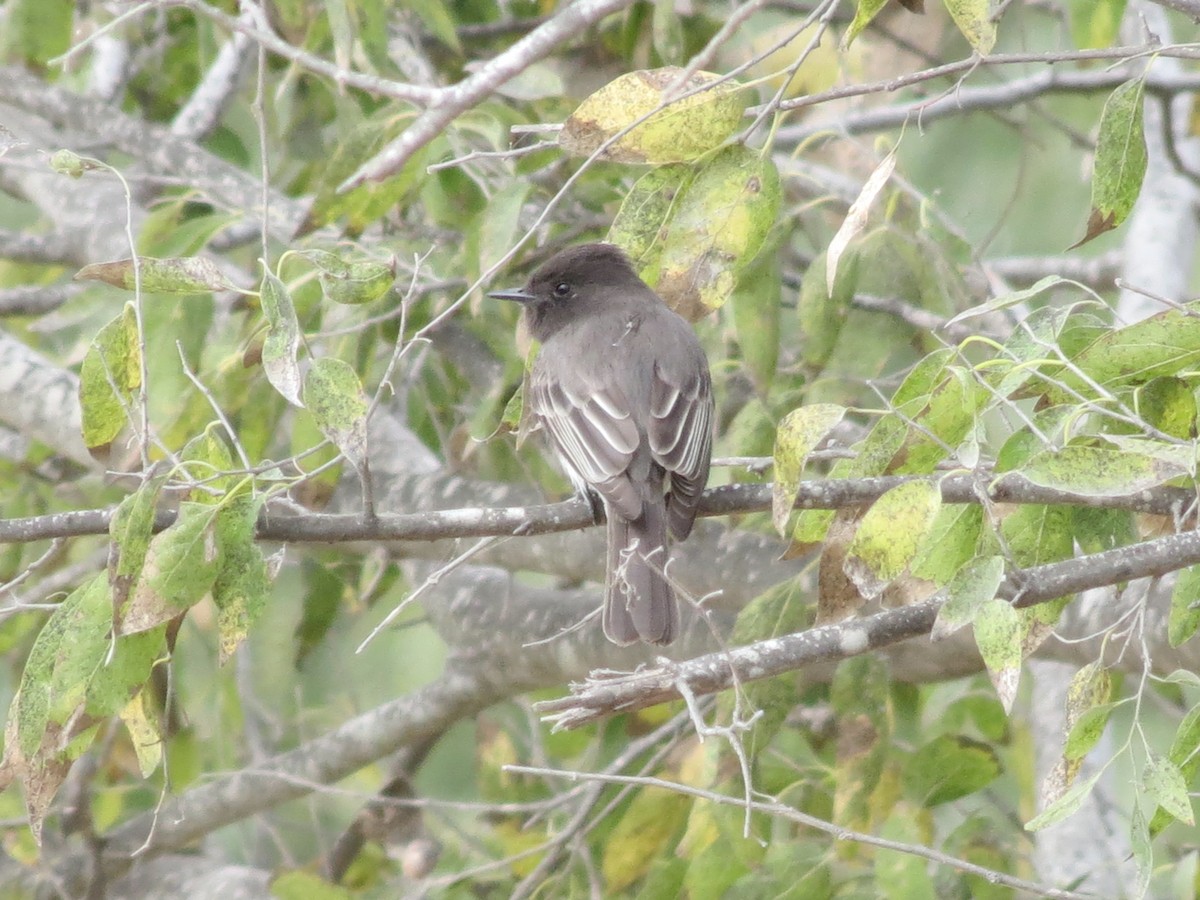 Black Phoebe - ML618670145