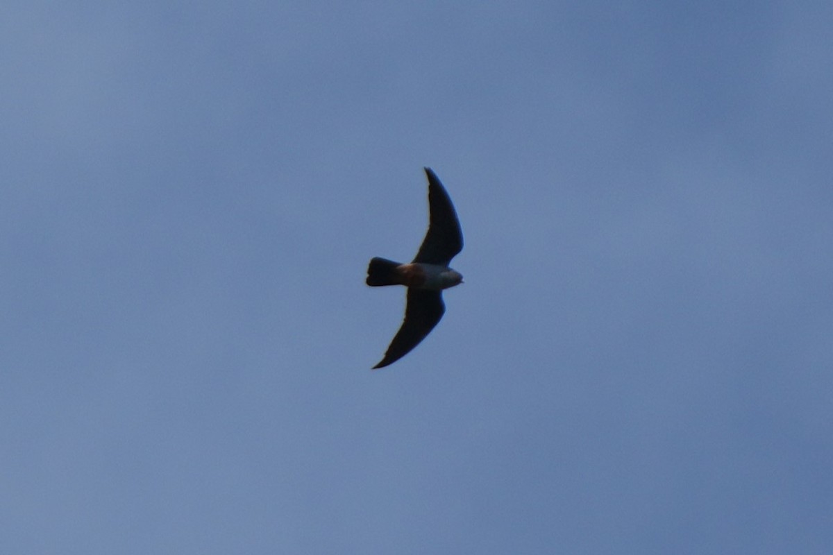 Red-footed Falcon - ML618670157