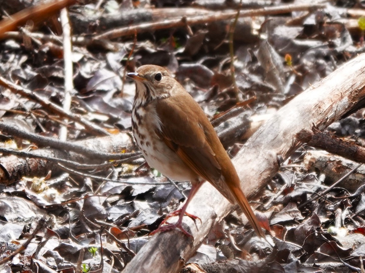 Hermit Thrush - ML618670179