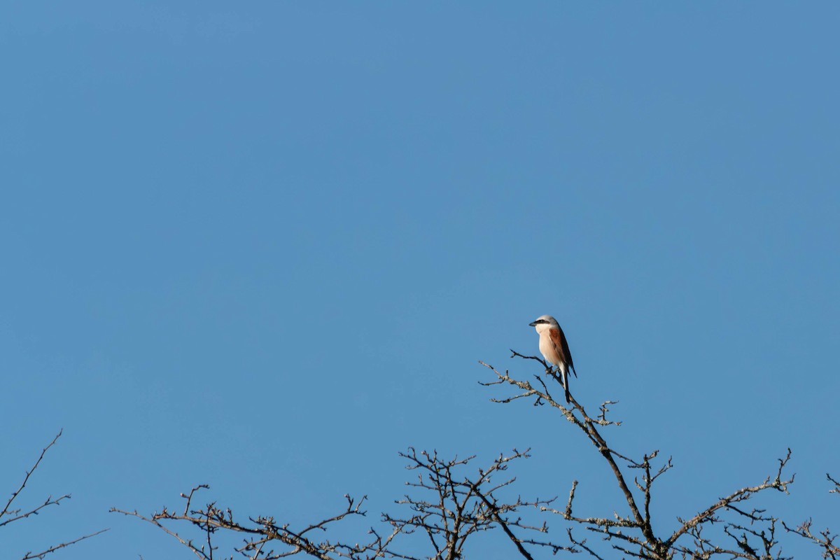 Red-backed Shrike - ML618670210