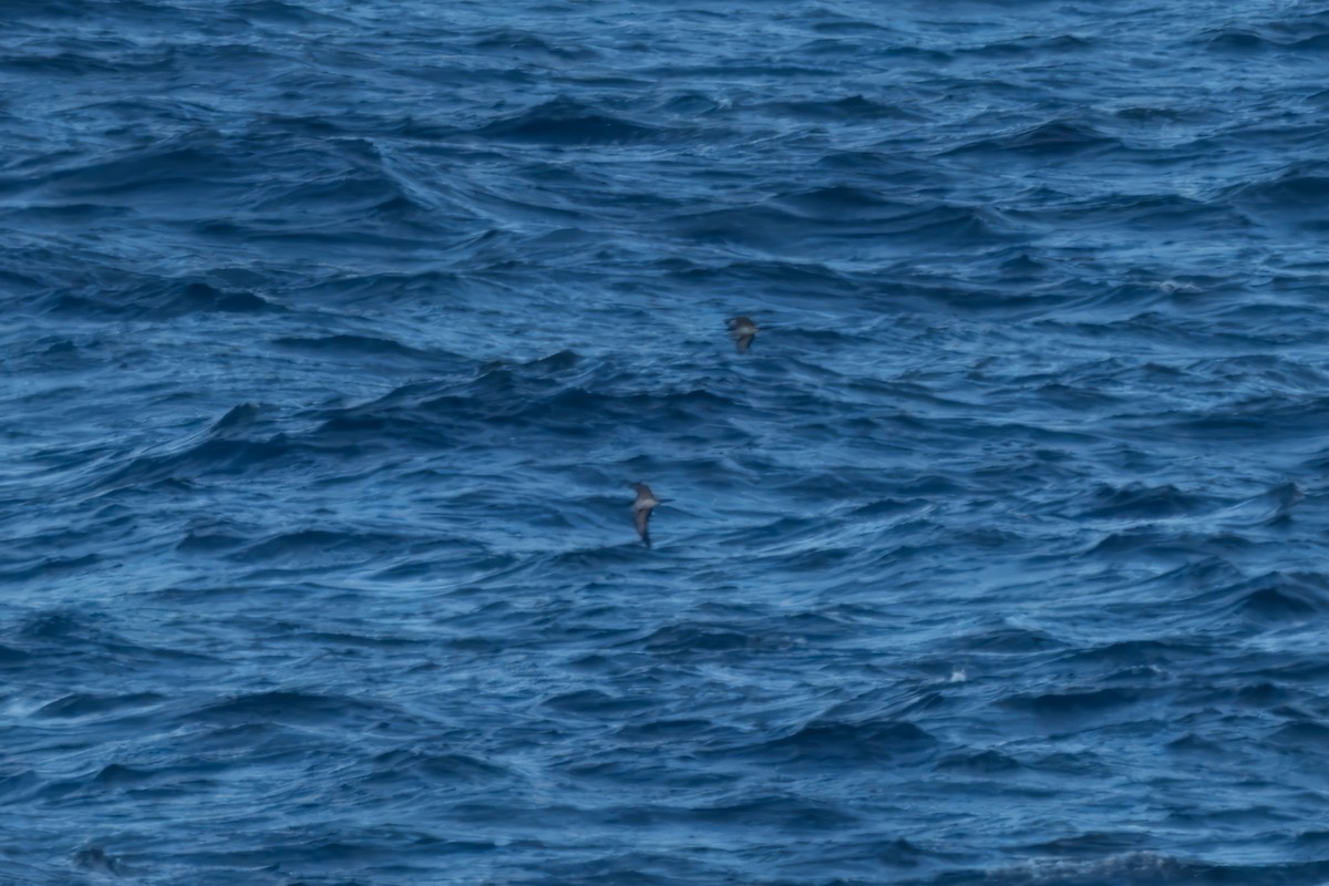 Wedge-tailed Shearwater - ML618670216