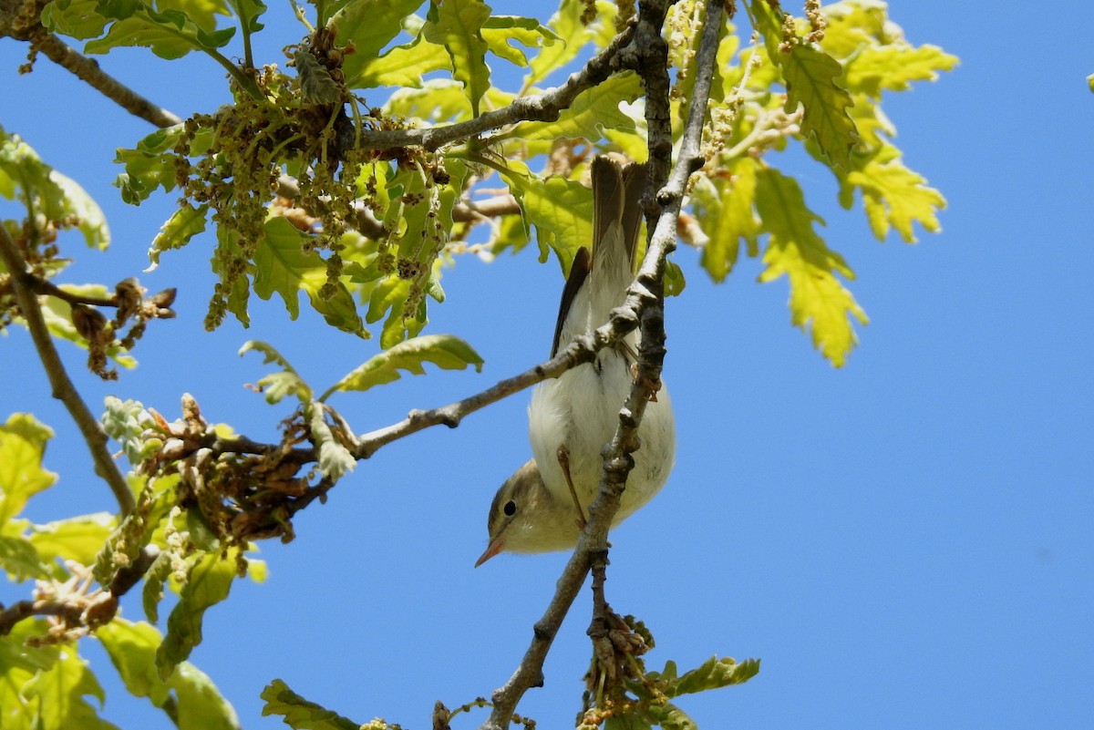 Western Bonelli's Warbler - Pedro Moreira