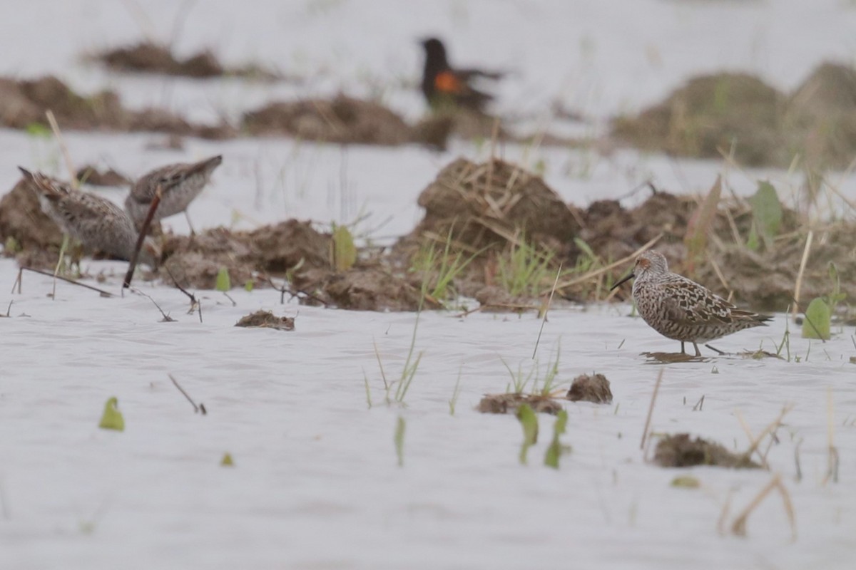 Stilt Sandpiper - Matt Conn