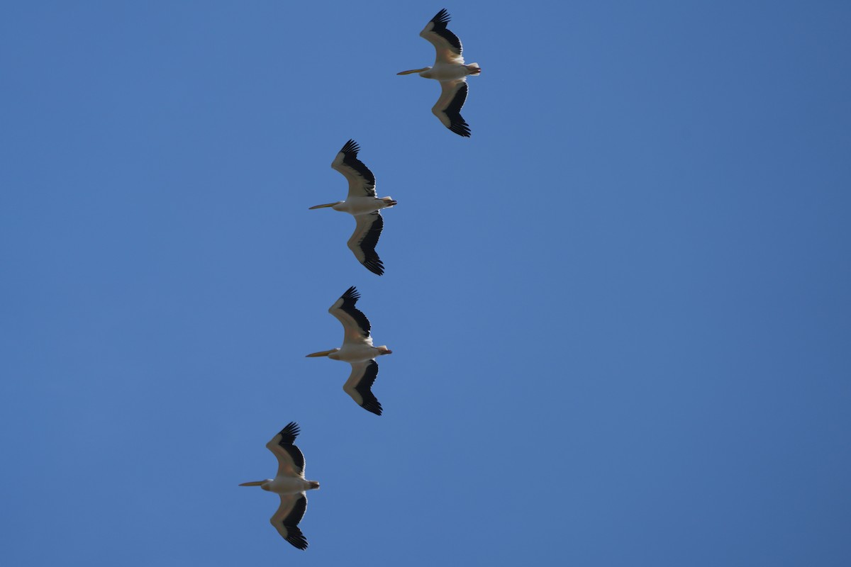 Great White Pelican - Krzysztof Kasprzyk