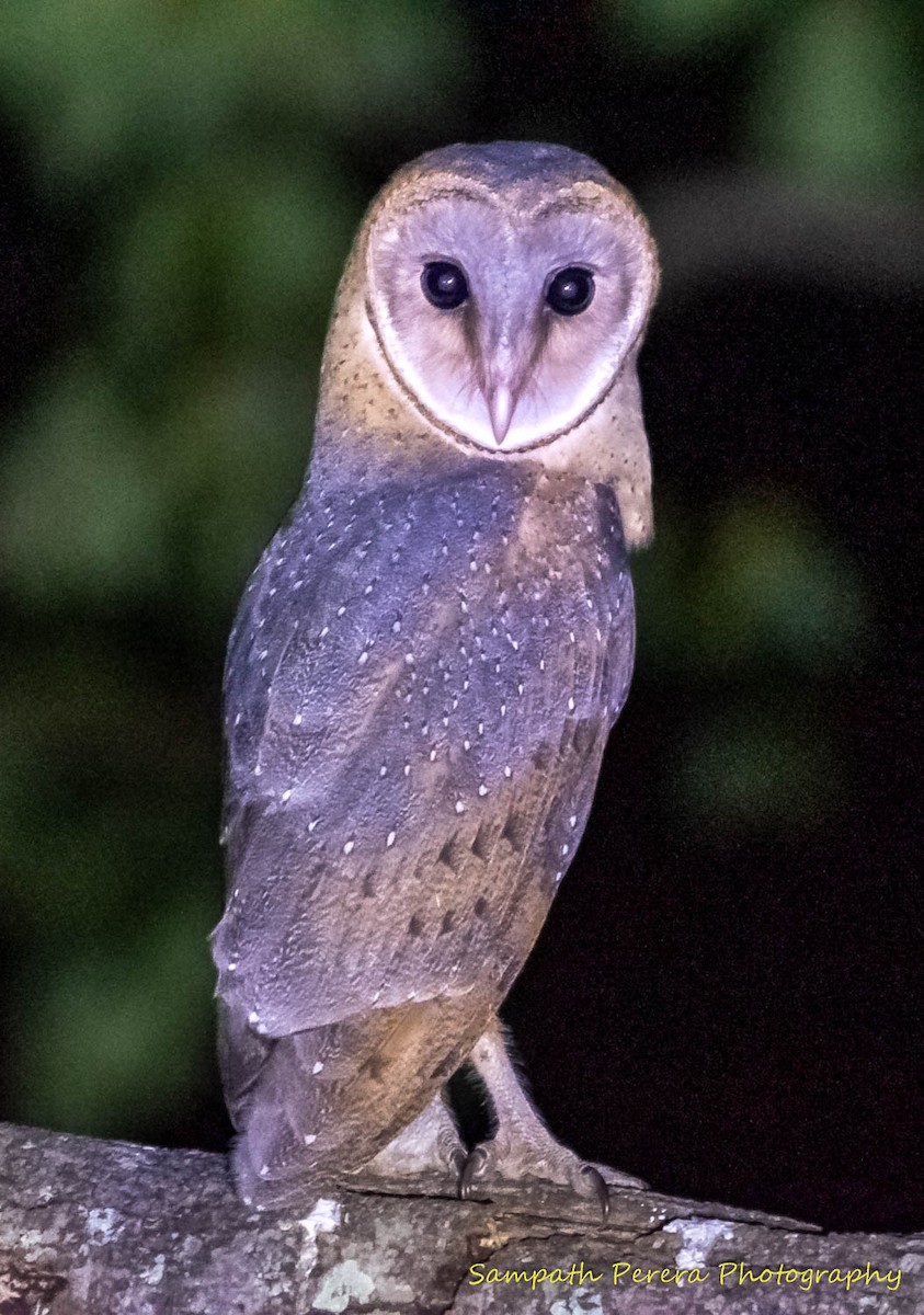 Barn Owl - Sampath Indika Perera