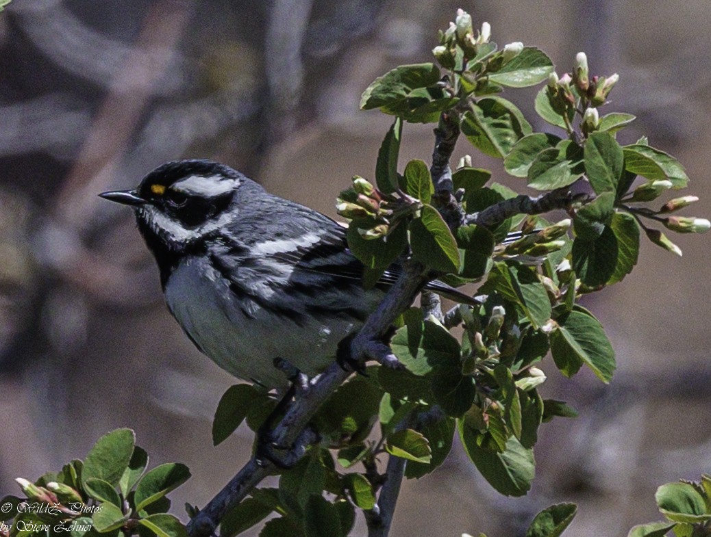 Black-throated Gray Warbler - Steve Zehner