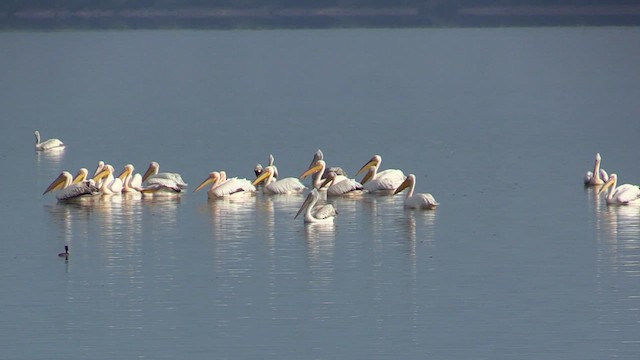 Great White Pelican - ML618670314