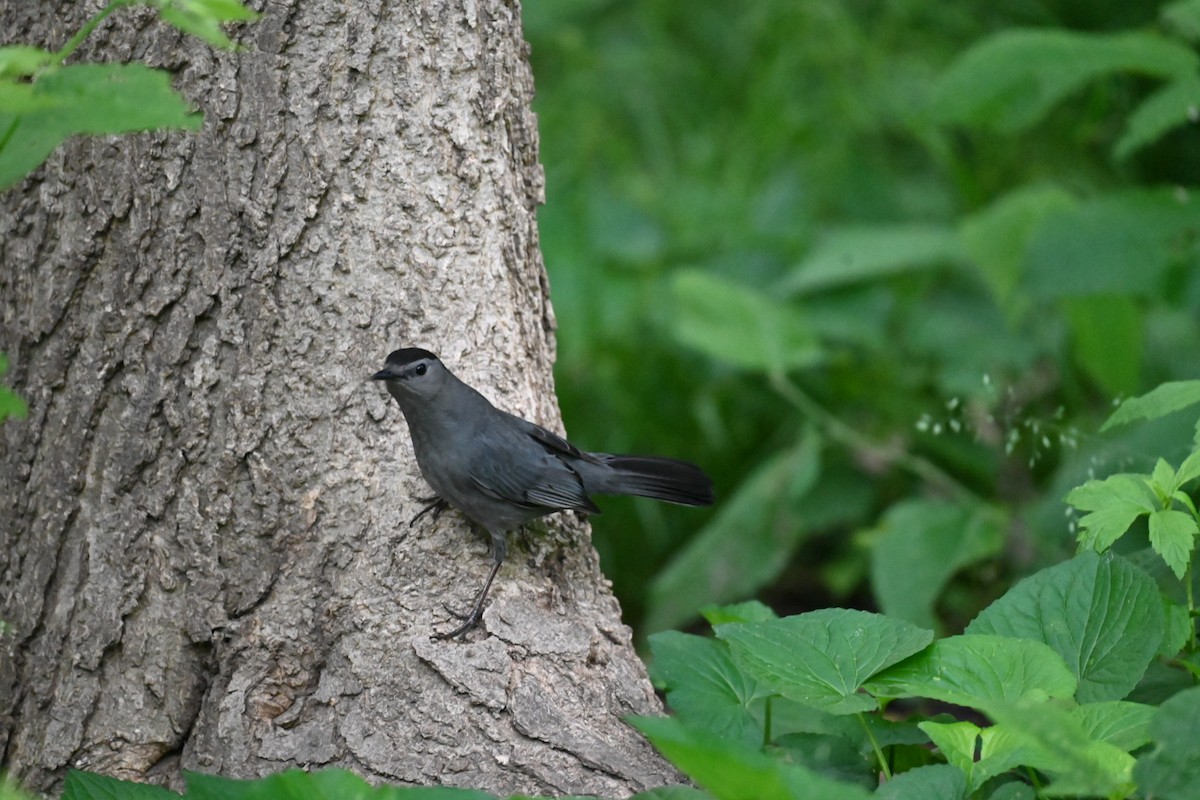 Gray Catbird - ML618670346