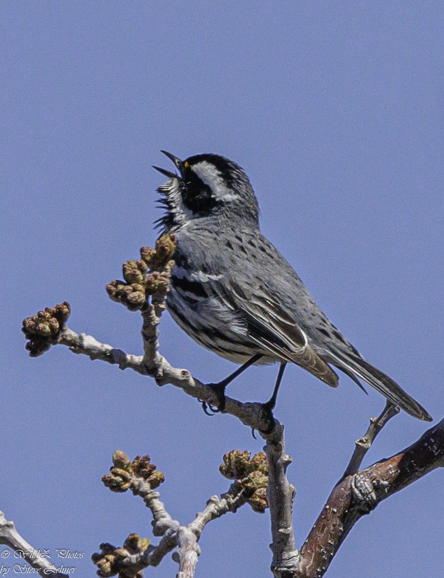 Black-throated Gray Warbler - Steve Zehner