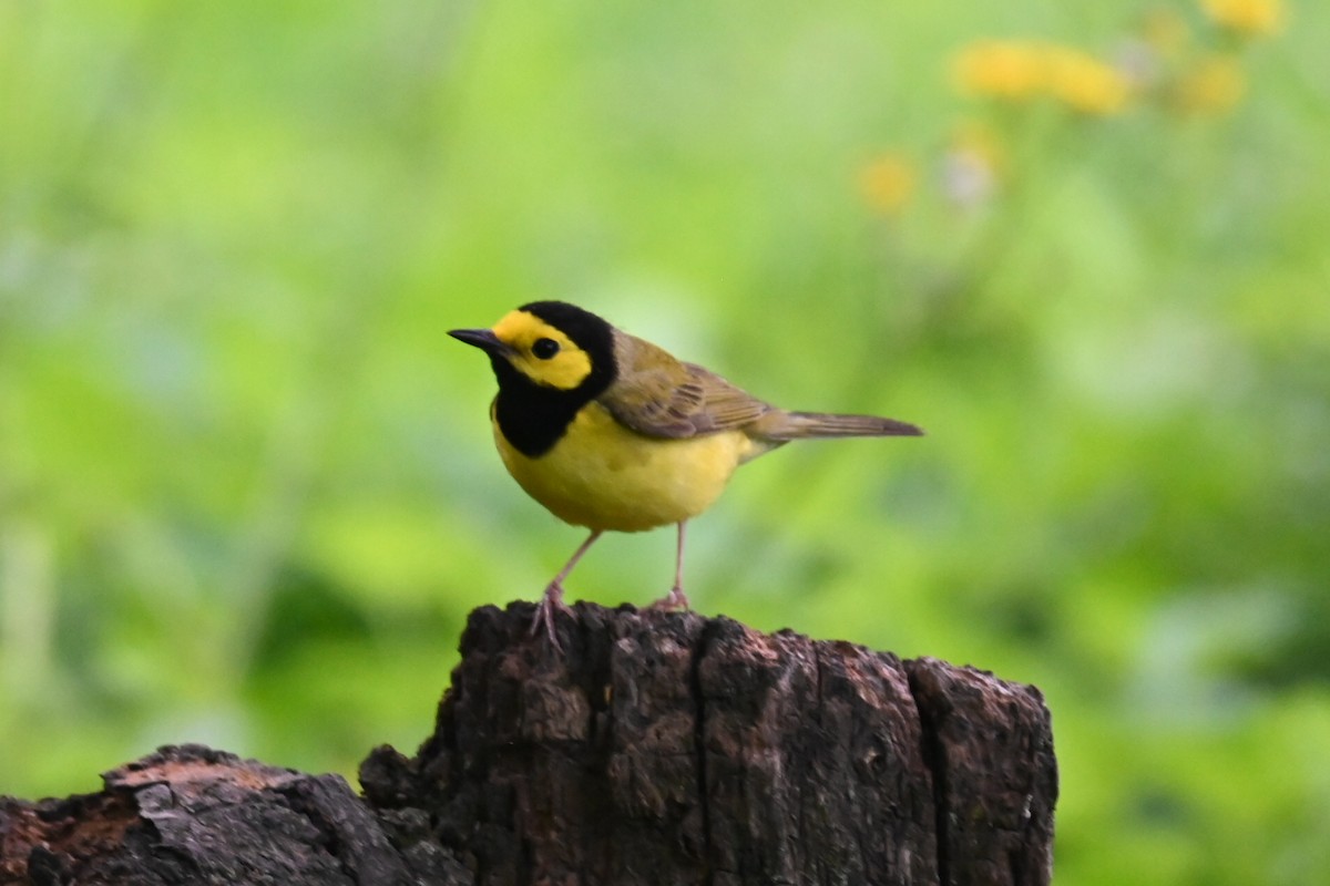 Hooded Warbler - ML618670371