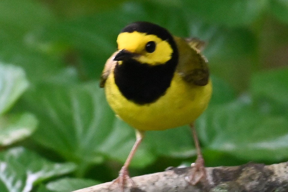 Hooded Warbler - ML618670381