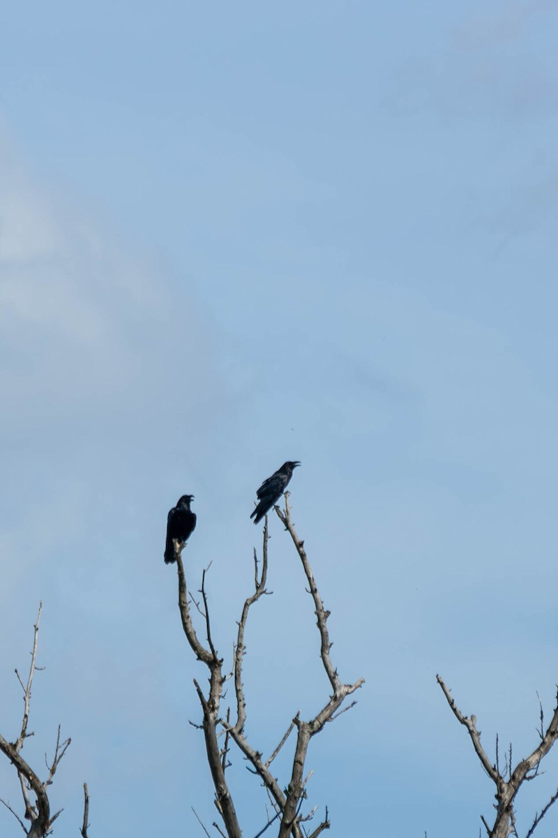 Common Raven - ML618670388