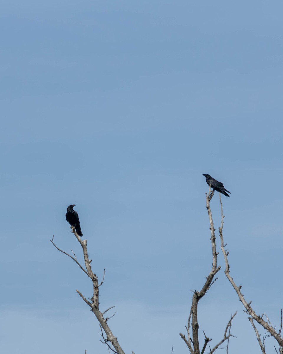 Common Raven - ML618670389