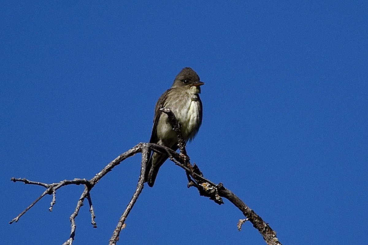 Olive-sided Flycatcher - ML618670410