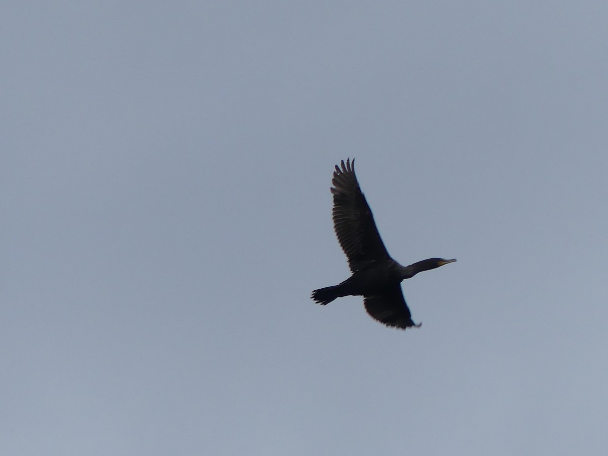 Double-crested Cormorant - Gus van Vliet