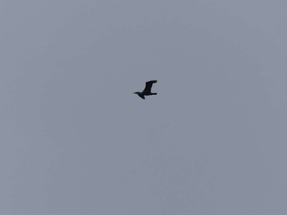 Double-crested Cormorant - Gus van Vliet